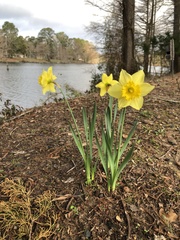 Narcissus