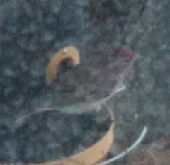 Haemorhous cassinii