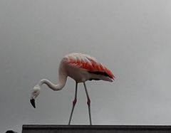 Phoenicopterus