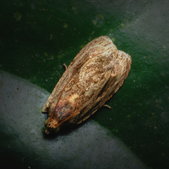 Sycacantha