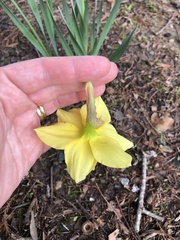 Narcissus