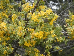 Berberis