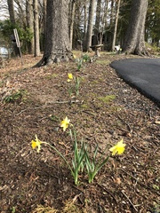 Narcissus