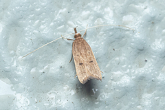 Lecitholaxa thiodora