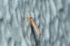 Lecitholaxa thiodora