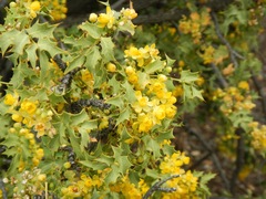 Berberis