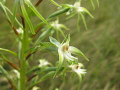 Habenaria nyikana