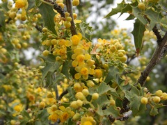 Berberis