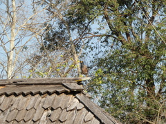 Acridotheres tristis