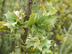 Berberis