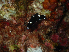 Bodianus axillaris
