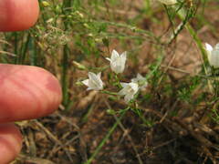 Wahlenbergia krebsii