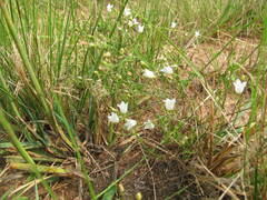 Wahlenbergia krebsii