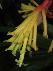 Guzmania xanthobractea