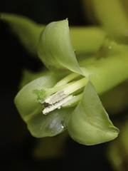 Guzmania xanthobractea