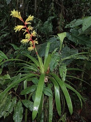 Guzmania xanthobractea