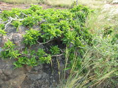Ficus ingens