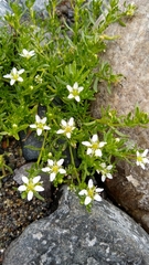 Arenaria serpens