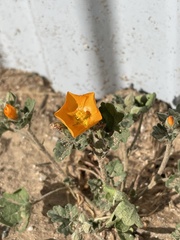 Sphaeralcea coulteri