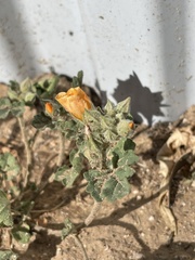 Sphaeralcea coulteri