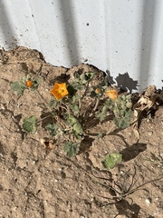 Sphaeralcea coulteri