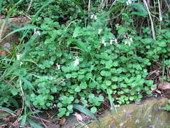 Plectranthus purpuratus