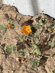 Sphaeralcea coulteri