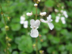 Plectranthus purpuratus