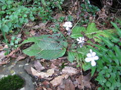 Streptocarpus polyanthus