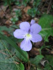 Streptocarpus polyanthus