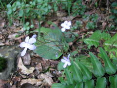 Streptocarpus polyanthus