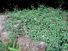 Plectranthus purpuratus