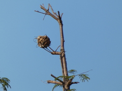 Oecophylla smaragdina