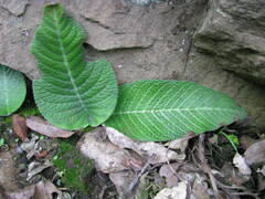 Streptocarpus polyanthus