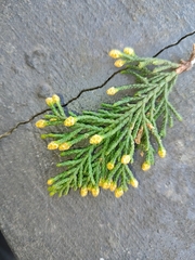 Cupressus × leylandii