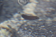 Acanthurus dussumieri