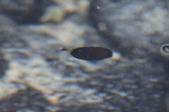 Acanthurus dussumieri