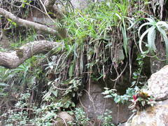 Cyperus albostriatus
