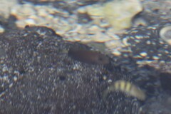 Acanthurus dussumieri