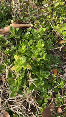 Cerastium glomeratum