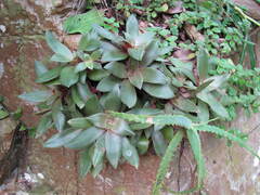 Crassula orbicularis