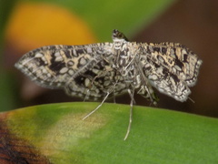 Nausinoe geometralis