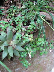 Cyanotis speciosa
