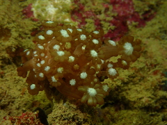 Alveopora