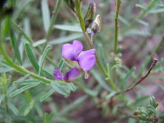 Polygala serpentaria