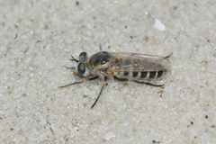 Laphystia