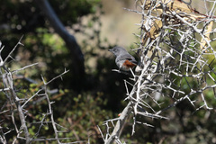 Curruca subcoerulea subcoerulea