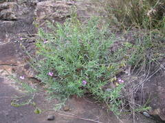 Polygala serpentaria