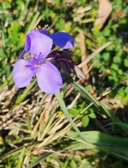 Tradescantia ohiensis