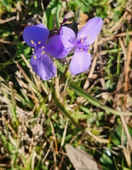 Tradescantia ohiensis